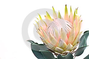 Protea flowers bunch. Blooming Yellow King Protea Plant over White background. Extreme closeup. Holiday gift, bouquet, buds. One B