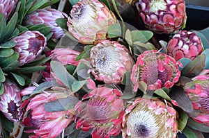 Protea flowers on a farmers market photo
