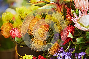 Protea flowers at market on Madeira