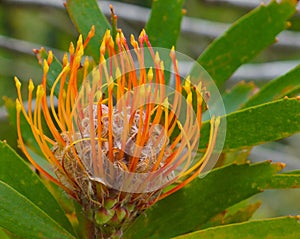 Protea with fuzzy center