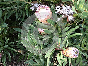 Protea magnifica, a truly queen protea, 2.