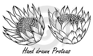 Protea, National flower of South Africa,  sketch style, vector