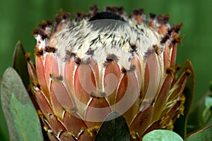 Protea neriifolia