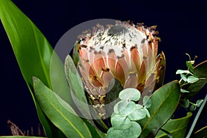 Protea neriifolia