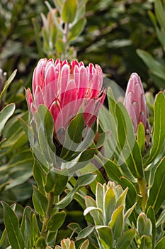 Protea neriifolia flower