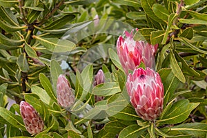 Protea neriifolia flowers