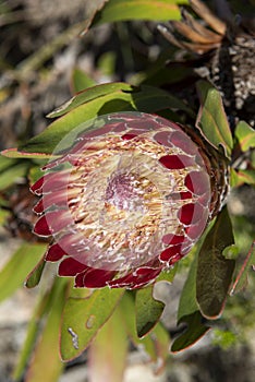 Protea obtusifolia colourful flowers