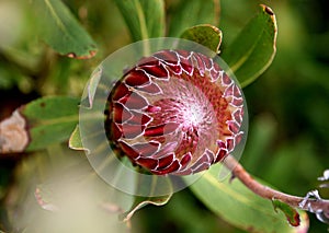 Protea obtusifolia, Limestone sugarbush, Bredasdorp protea