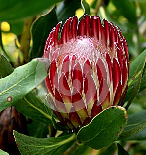 Protea obtusifolia, Limestone sugarbush, Bredasdorp protea photo