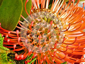 Protea Pincushion