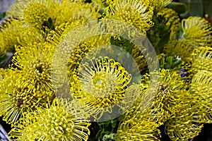 Protea pincushion flower