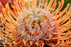 Protea pincushion flower in full bloom