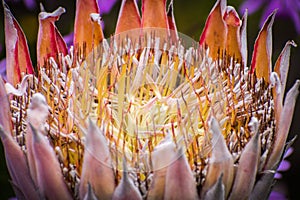 Protea Protea cynaroides flower
