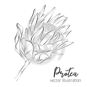 Protea Sketch Floral Botany Collection. Sugarbushes flower drawings. Black and white with line art on white backgrounds. Hand