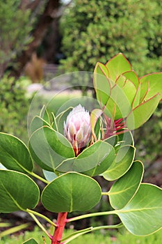 Protea - South Africa`s national flower