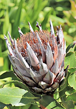 Protea - South Africa`s national flower