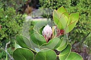 Protea - South Africa`s national flower