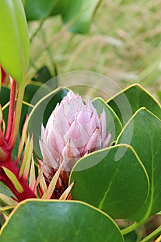 Protea - South Africa`s national flower