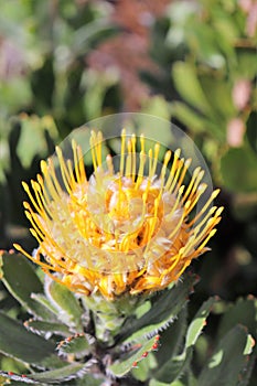 Protea - South Africa`s national flower