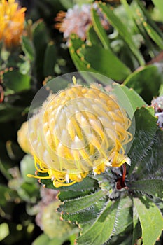 Protea - South Africa`s national flower