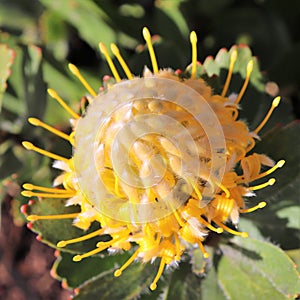 Protea - South Africa`s national flower