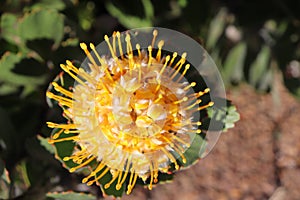 Protea - South Africa`s national flower