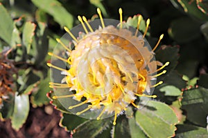 Protea - South Africa`s national flower