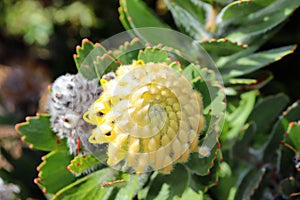 Protea - South Africa`s national flower