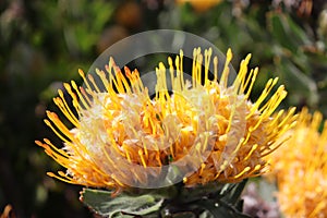 Protea - South Africa`s national flower