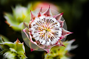Protea South African flowering plant