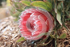 Protea Sugarbush flowering in the garden photo