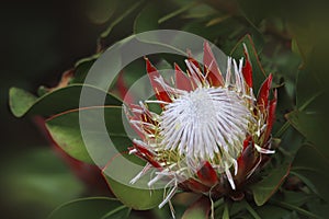 Protea Sugarbush Proteaceae photo