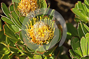 Protea, sugarbushes
