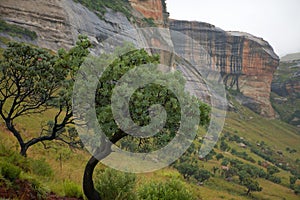 Protea trees Protea caffra, Golden Gate Highlands National Park.