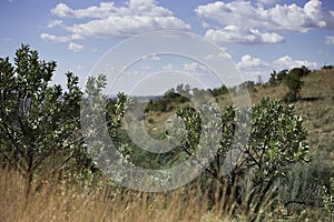 Protea Trees South Africa