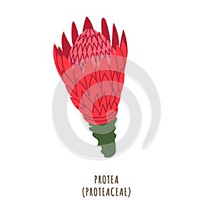 Protea tropical flower