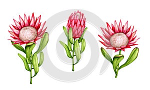 Protea. Tropical flower. Set of watercolor cliparts. Realistic botanical illustration.