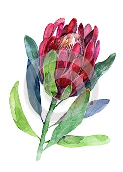 Protea. Watercolor illustration of flower. Isolated object on white background. Handdrawn picture.