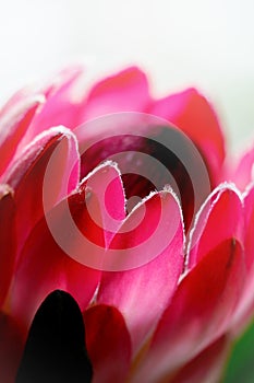 Proteaceae blossom flower closeup photo