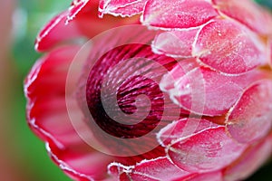 Proteaceae flower bud closeup