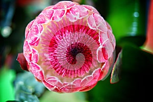 Proteaceae flower closeup photo