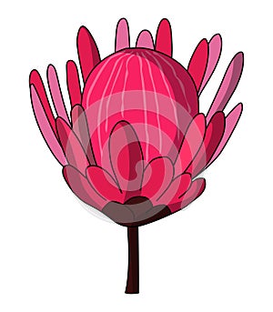 Proteaceae Flowers illustration vector photo