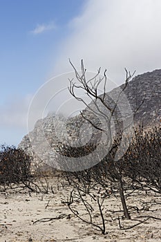 Proteas burnt during a wildfire