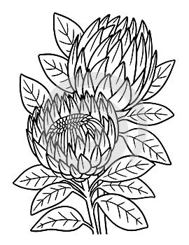 Proteas Flower Coloring Page for Adults