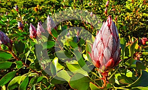 Proteas