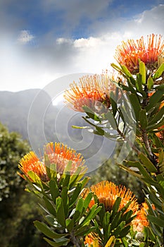 Proteas