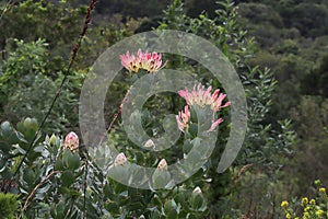 Proteas in Kirstenbosch Botanical Gardens Cape Town, South Africa