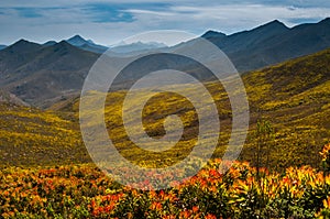 Proteas over a mountain pass