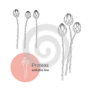 Proteas plant drawn in a minimalistic style by line. Part of the collection of dried flowers. Editable line.