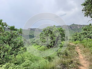 Proteas in the South African Drakensberg